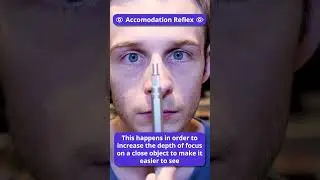 Eye Accommodation Reflex