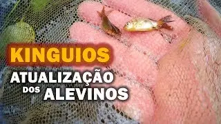 ATUALIZAÇÃO DOS ALEVINOS DE KINGUIOS