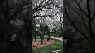 Horror trees | Lake house 👻    #bhushangamre #tampa #usa #florida #horrorstories #tree #creepy