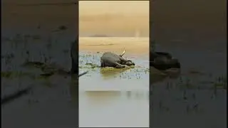 Слоны Не Умирают от Старости и Болезней!😱 #shorts #слон #болезнь