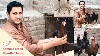 Kamalia aseel | Ganju breed hens