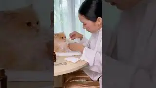 caring for injured and sick cats #cat #cutecat #sickcat #aadinakids #catlovers #catvideos