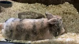 Houston Rodeo 2022 - NRG Center The Rabbit Hole