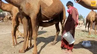 Fresh Camel Milking In Desert | Freshest Camel Milk Benefits