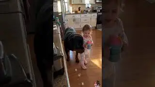120 Pounds of Dog. Hiding From Ice. Behind a Two-Year-Old. 😂 #dog #puppy #pets #funny #baby