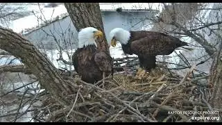 Decorah Hatchery Eagles Working on N6 and breakfast 02 06 2026