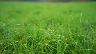 Gentle Rain on Green Grass for Sleeping 🌧️ | Relaxing Rain Sounds for Sleep, Study & Stress Relief