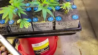 First time marijuana growers