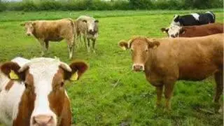 Barnyard Bash