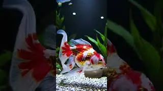 ✨ Vibrant Sakura Goldfish | Simple Aquatic Elegance 🐟🌸#fish#betta#goldfish#guppy#shorts#viralvideo