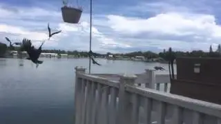 Buzzard Explosion