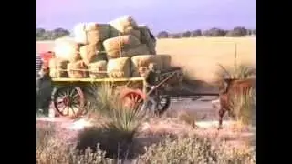 Jubilee Bullocky Run 1986.In The Field Part 1