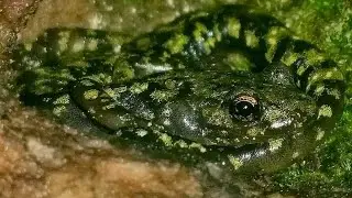 Green Salamander (Aneides aeneus)