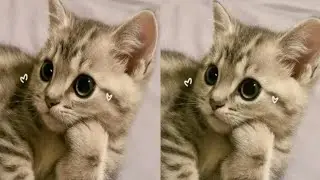 #cat #live #livestream #livestreaming #shorts #shortsvideo #cats #catvideos 