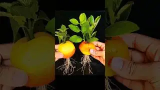 Unique skills How To Grow Apple Tree From Apple leaves | How To Make A Apple Tree Very Easily