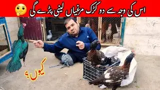 Iski Waja Se do kurak Murgiyan Leni Par Gayi | Kurak Murgi | Hashim Kay parinday