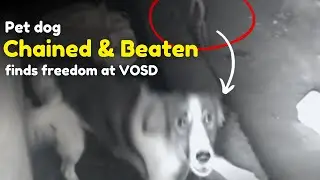 Pet dog CHAINED & BEATEN finds freedom at VOSD