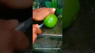 Amazing Green Orange Fruit. Farhana's gardening channel #gardening #gardeningvideos #nature
