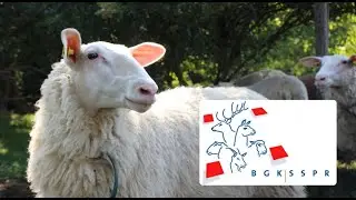 Le SSPR : le centre de compétence pour les petits ruminants