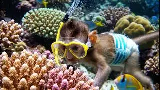 Cute baby monkey goes scuba diving!
