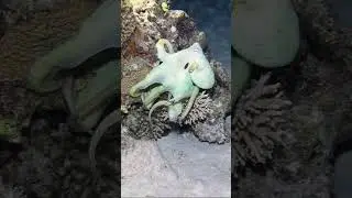 Crazy octopus camouflage 😱🐙                                                  🎥 IG - ibrahim.elhariry