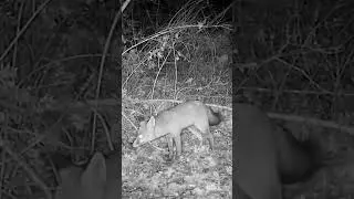 Kızıl tilki (Vulpes vulpes)