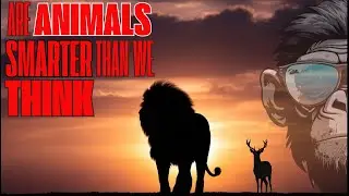 Do Animals Have Culture? The Shocking Truth About Animal&nbsp;Traditions! @discoverydrift25