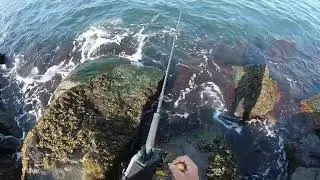 Shore Atlantic Bonito