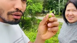 Nepal ma jibjantu lai dine jharpat Korea ma  vitamin youkta saag vanera khada rahexan