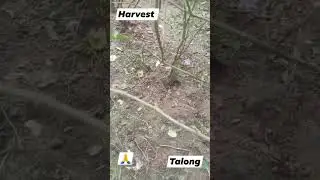 Harvest Egg Plant 😊 #shortvideo #video #youtubeshorts #youtube