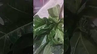 Home made papaya powder it's very useful tips