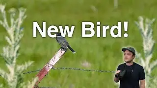 First Time Birding in This County in Utah w/ Bright-Eyed Birding