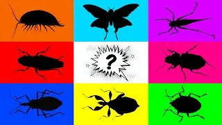 Insect: Leaf Insect, Isopod, Kissing Bug, Stink Bug, Beetle, Grasshopper, Leaf Hopper, Moth, Frog
