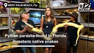 Python parasite found in Florida threatens native snakes