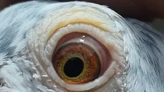 #खास खिलाड़ि का बच्चे भराने वाला कबूतर #pigeon #viral #feedshorts 