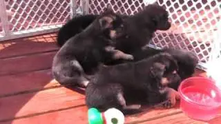 Funny,PUPPIES in the morning