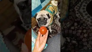 #simba #cute #cutebaby #cutedog #pets #pug #puglife #pugongbyahero