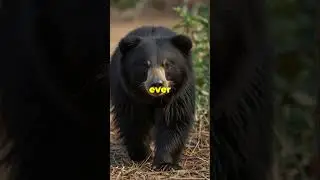 Sloth Bear Secrets: 5 Wild Facts!