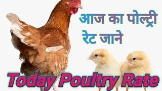 Broiler Rate Today/ Chicken Price/Poultry News Today 🐔