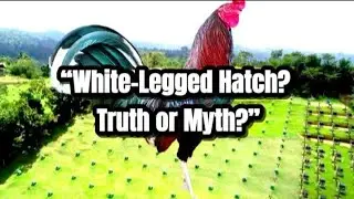 Do White-Legged Hatch Rooster Really Exist? #gallos #rooster #chicken #usa #roosterfarm#ayam #aseel