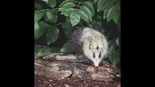 Moonrat, a mammal that belongs to the same family as Shrews and Hedgehogs