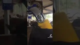 Cowbrush; Scratching time