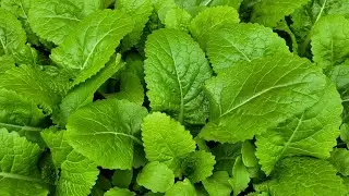 How To Grow Mustard Greens From Seeds || Shokher Bagan UK 2023 || Garden Update