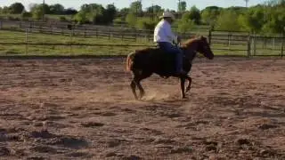 For Sale: Smart Little Lena Mare!!