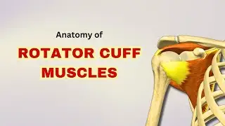 Rotator Cuff Muscles Anatomy | Muscles of Scapular Region | Doctor Speaks