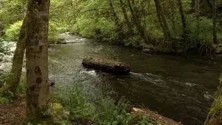 Help plan design for new Chambers Creek Trail at open house