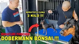 DOBERMANN BONSAI BERATNYA CUMA 2 KILO - MINIATURE PINSCHER