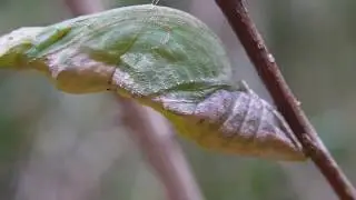 モンキアゲハ Papilio helenus の蛹