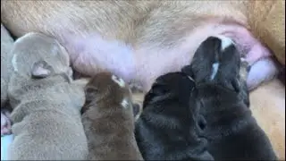 MILKTIME #englishbulldog #puppy #furbabies #bulldog #cute #dogbreed #pets #babylove #familia