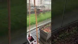 🌧️🥬 Rooftop Rain & Asparagus in the Strawberry Planter &ndash; Paris Garden Life!